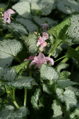 Bild von Lamium maculatum Pink Pewter