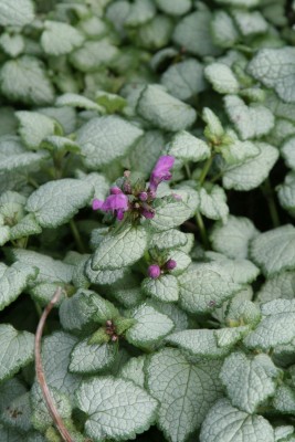 Bild von Lamium maculatum Silbergroschen