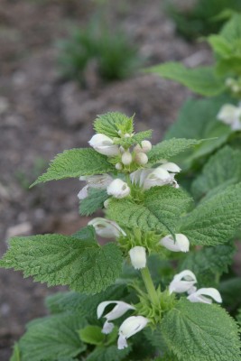 Bild von Lamium orvala Alba