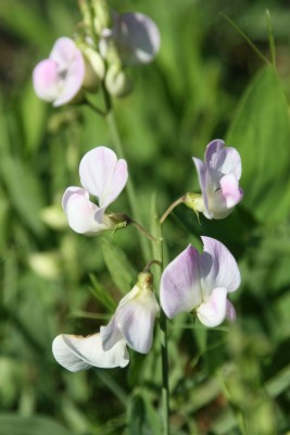 Bild von Lathyrus latifolius