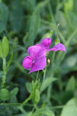 Bild von Lathyrus latifolius Rosa Perle