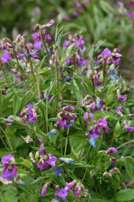 Bild von Lathyrus vernus