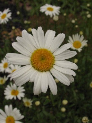 Bild von Leucanthemum vulgare Maikönigin