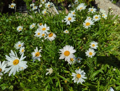 Bild von Leucanthemum superbum Silberprinzessin