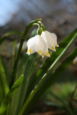 Bild von Leucojum vernum 