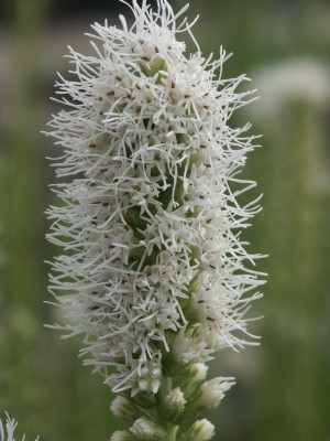 Bild von Liatris spicata Alba