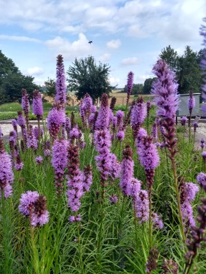 Bild von Liatris spicata Floristan Violett