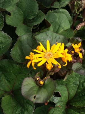 Bild von Ligularia dentata Desdemona