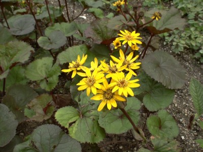 Bild von Ligularia dentata Moorblut