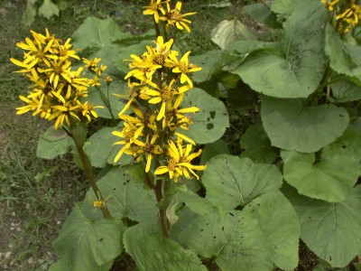 Bild von Ligularia x-hessei