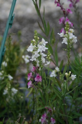 Bild von Linaria purpurea Alba