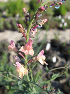 Bild von Linaria purpurea Peachy