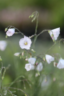 Bild von Linum perenne Nanum Diamat