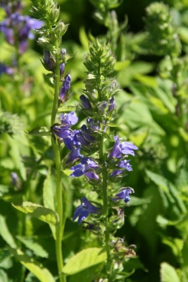 Bild von Lobelia siphilitica