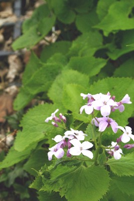 Bild von Lunaria rediviva