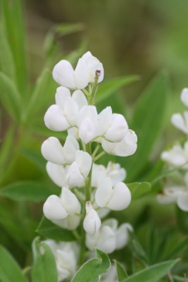 Bild von Lupinus polyphyllus Fräulein