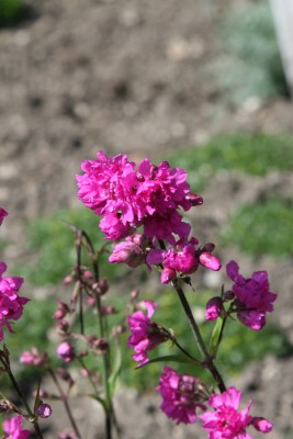 Bild von Lychnis viscaria Plena