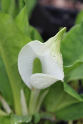 Bild von Lysimachia ciliata