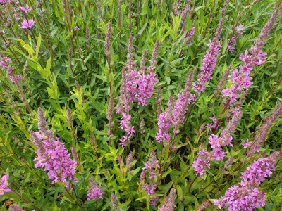 Bild von Lythrum salicaria