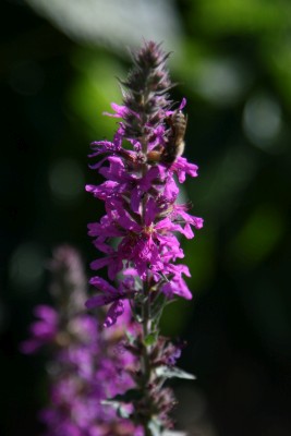 Bild von Lythrum salicaria Blush