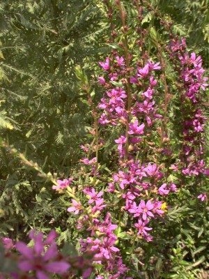 Bild von Lythrum salicaria Stichflamme