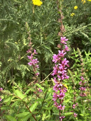 Bild von Lythrum salicaria Zigeunerblut