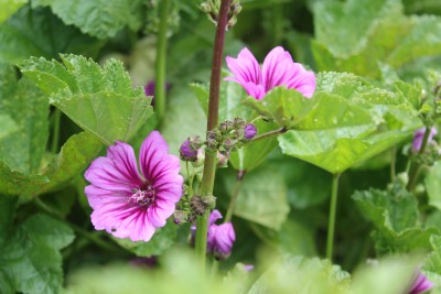 Bild von Malva sylvestris Zebrina