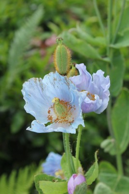 Bild von Meconopsis betonicifolia