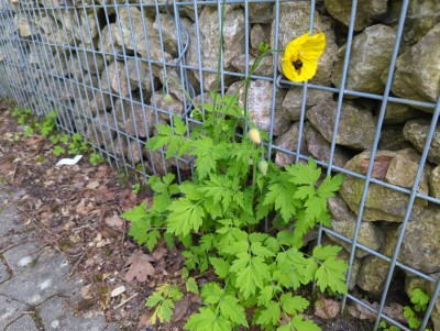 Bild von Papaver Meconopsis cambrica