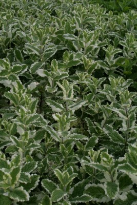 Bild von Mentha suaveolens Variegata