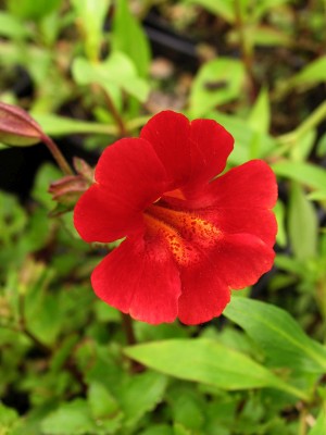 Bild von Mimulus cupreus Roter Kaiser