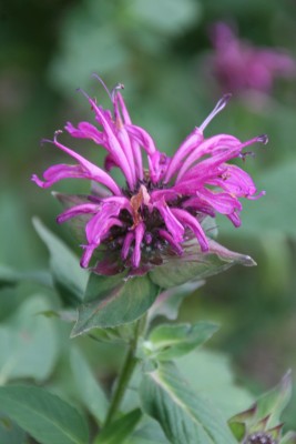 Bild von Monarda fistulosa Aquarius