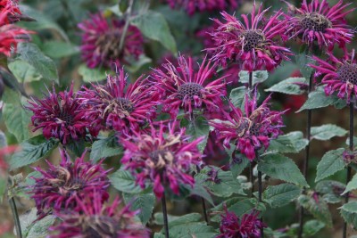 Bild von Monarda fistulosa Bee True