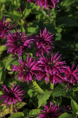 Bild von Monarda fistulosa Bee Free