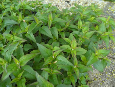 Bild von Monarda fistulosa Blaustrumpf