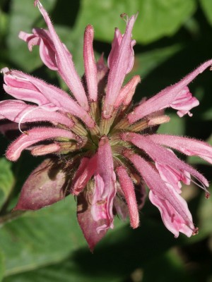 Bild von Monarda fistulosa Croftway Pink