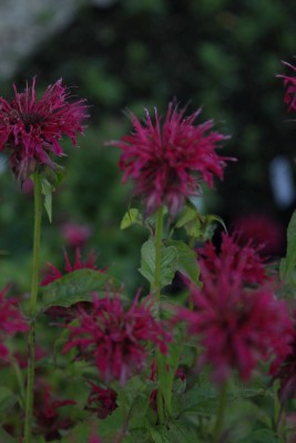 Bild von Monarda fistulosa Mahagony