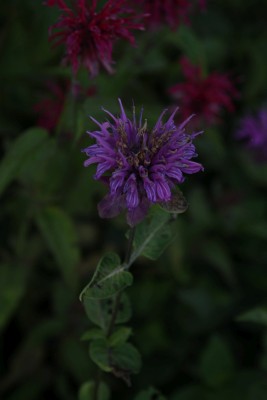 Bild von Monarda fistulosa Melissa