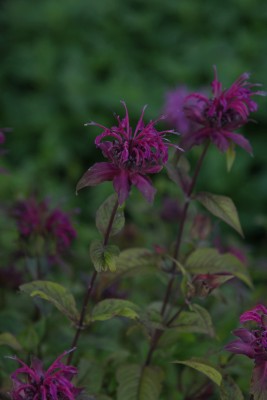 Bild von Monarda fistulosa On Parade