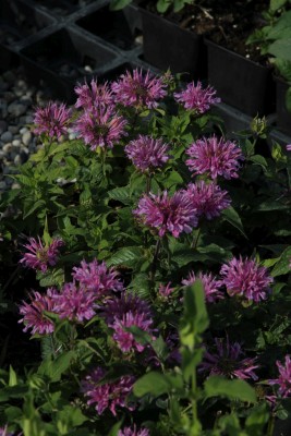 Bild von Monarda fistulosa Pardon My Lavender