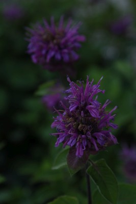 Bild von Monarda fistulosa-x-tetraploid