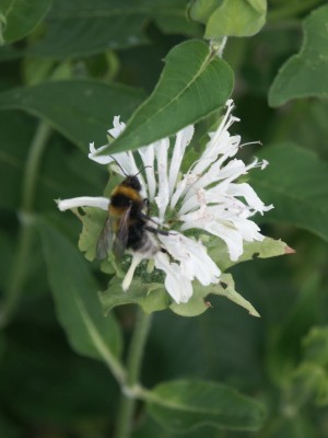 Bild von Monarda fistulosa Schneewittchen