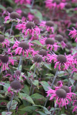 Bild von Monarda fistulosa Purple Lace