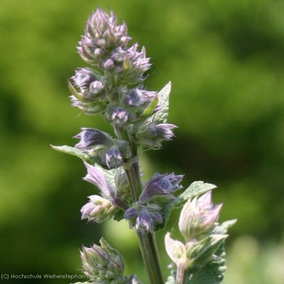 Bild von Nepeta grandiflora Bramdean