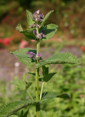 Bild von Nepeta x-grandiflorum Pool Bank