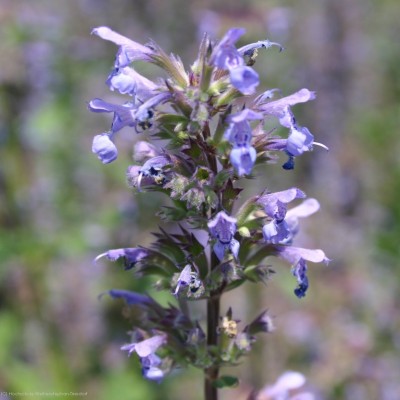 Bild von Nepeta grandiflorum Zinser