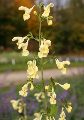 Bild von Nepeta govanica