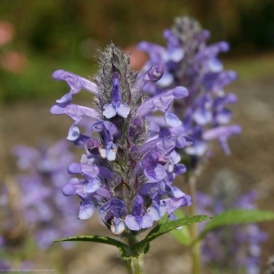 Bild von Nepeta nervosa