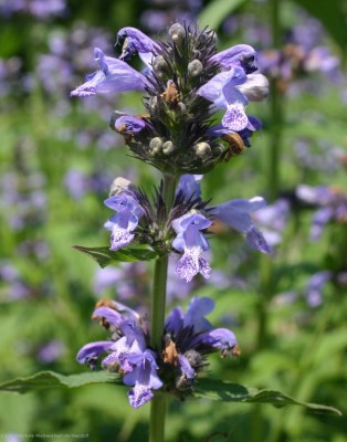 Bild von Nepeta manchuriensis Manchu Blue