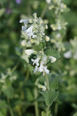 Bild von Nepeta mussinii Schneeweißchen